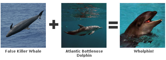 Wholphin Hybrid