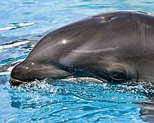 Wholphin Pictures