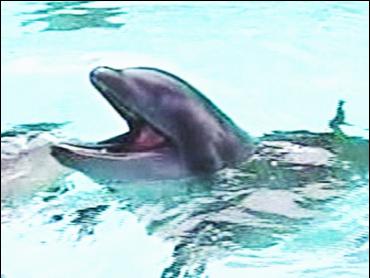 Wholphin Pictures