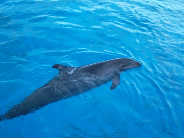 Wholphin Sea Life Park