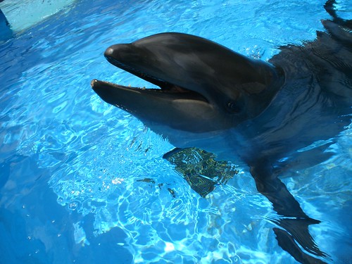 Wholphin Sea Life Park