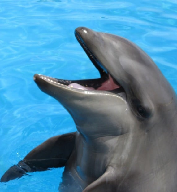 Wholphin Sea Life Park