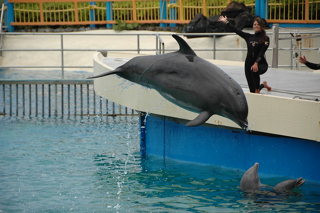 Wholphin Sea Life Park