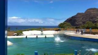 Wholphin Youtube
