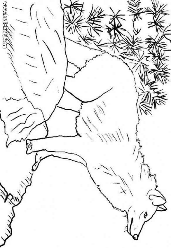 Wolf Coloring Pictures For Kids
