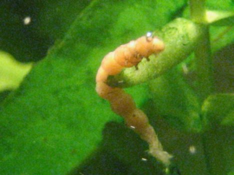 Worm Like Parasites In Fish Tank