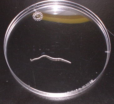 Worm Parasites In Fish Tanks