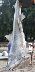 Bethany Hamilton Shark Caught