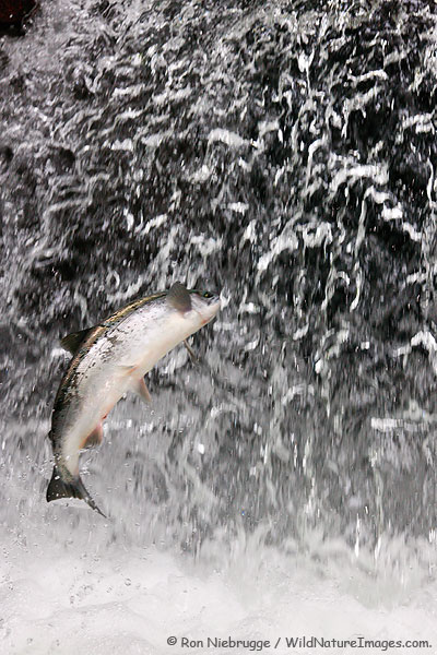 Jumping Salmon
