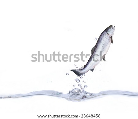 Jumping Salmon Clip Art