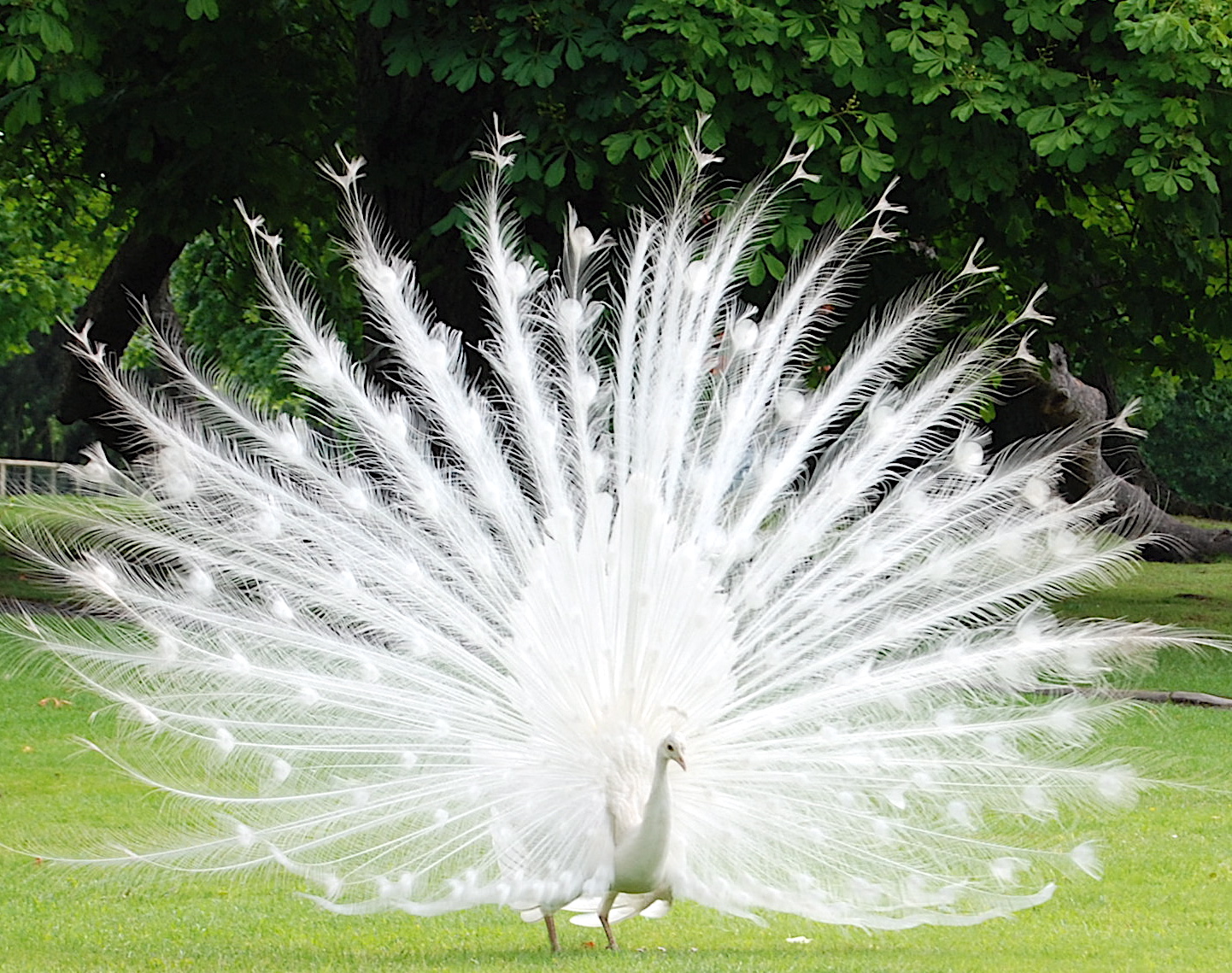 Albino Peacock For Sale