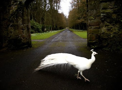 Albino Peacock For Sale