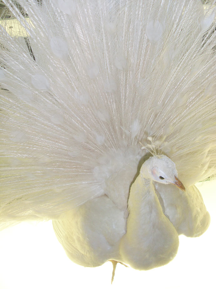 Albino Peacock For Sale