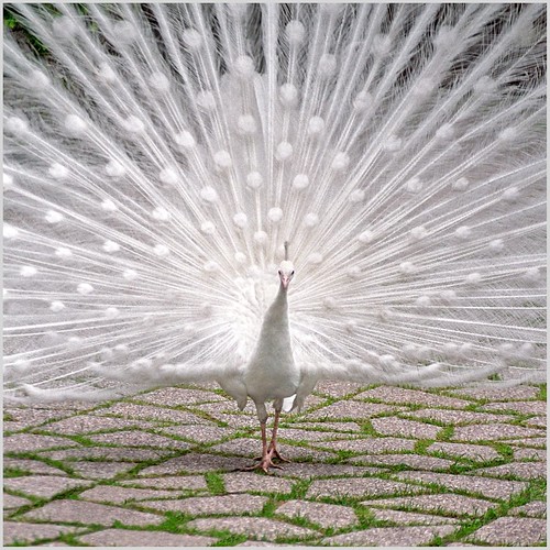Albino Peacock For Sale