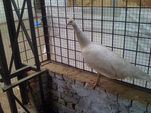 Albino Peacock For Sale