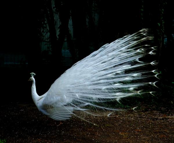 Albino Peacock For Sale