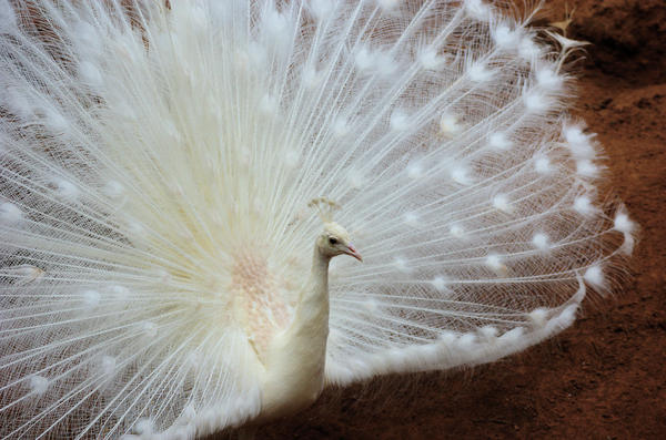 Albino Peacock For Sale