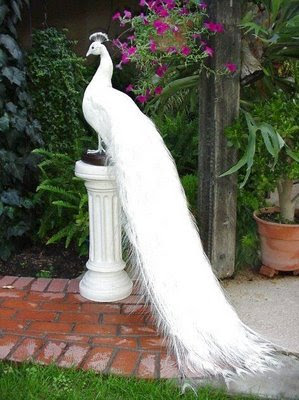 Albino Peacock For Sale