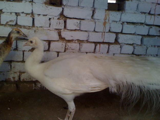 Albino Peacock For Sale