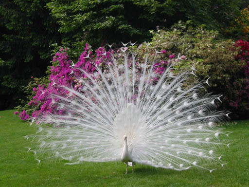 Albino Peacock For Sale