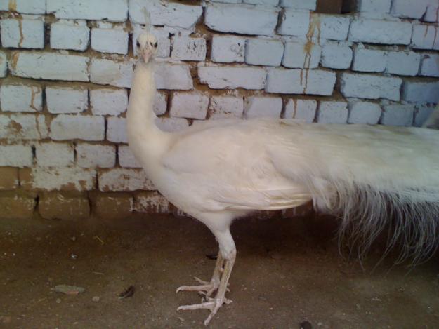 Albino Peacock For Sale