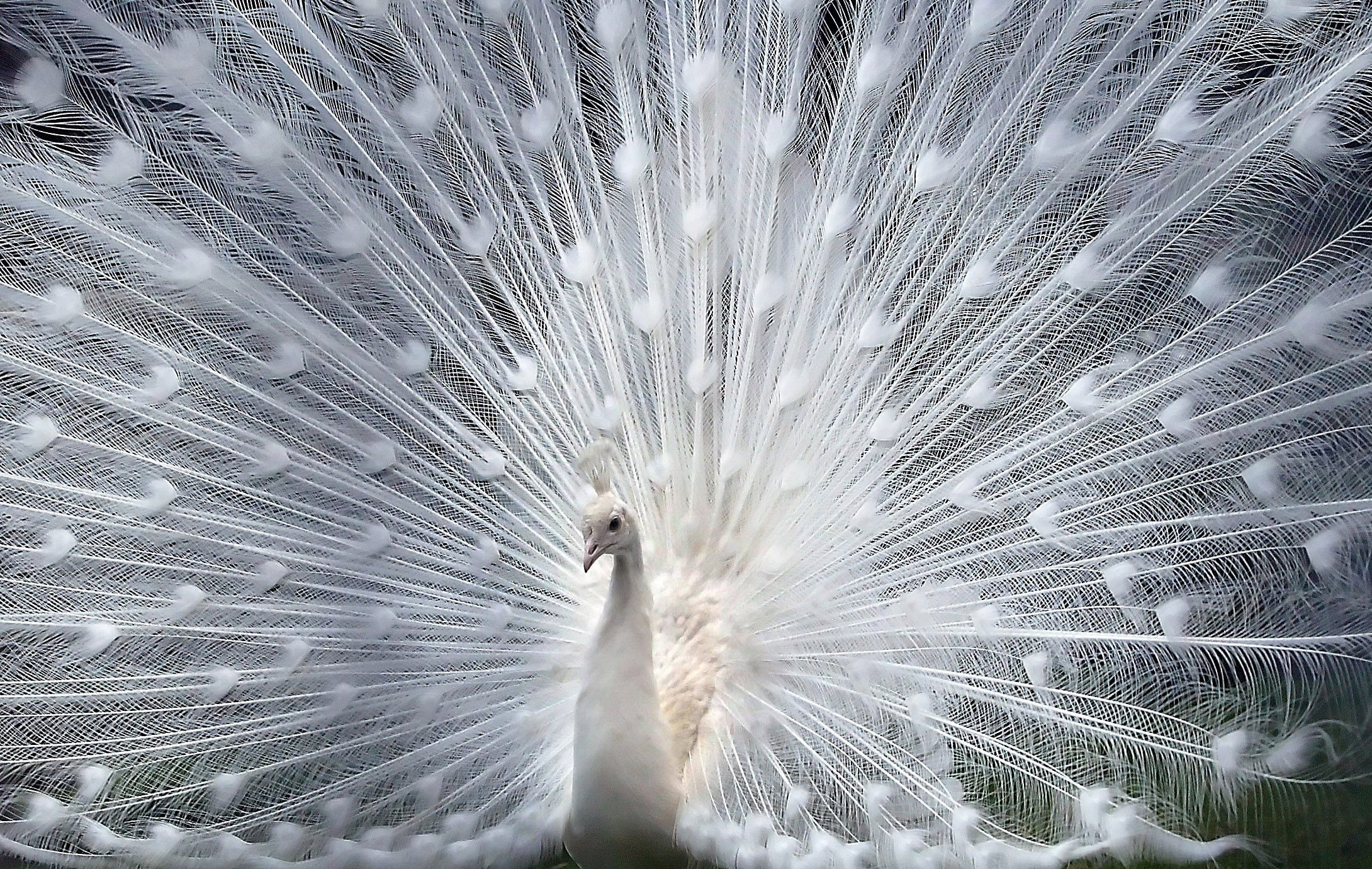 Albino Peacock For Sale