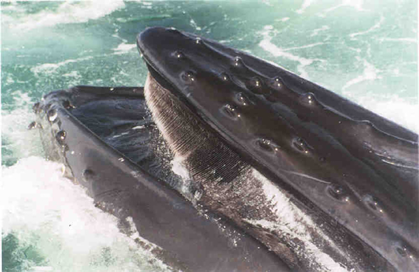 Blue Whales Teeth