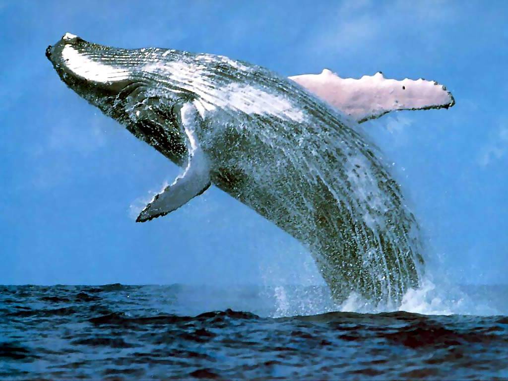 Blue Whales Teeth