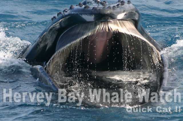 Blue Whales Teeth