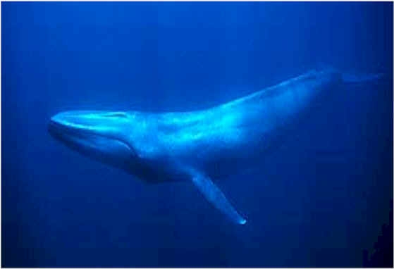 Blue Whales Teeth