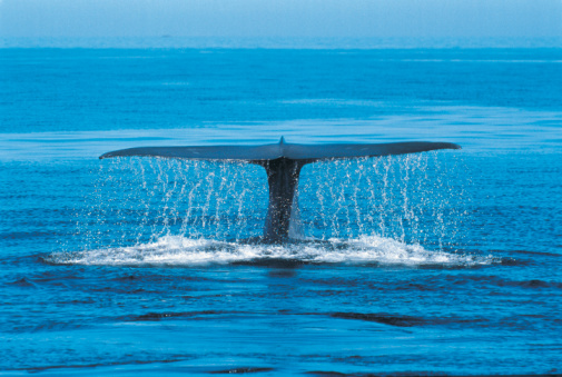 Blue Whales Teeth