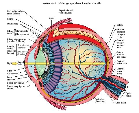 Diagram Of Human Eye Structure