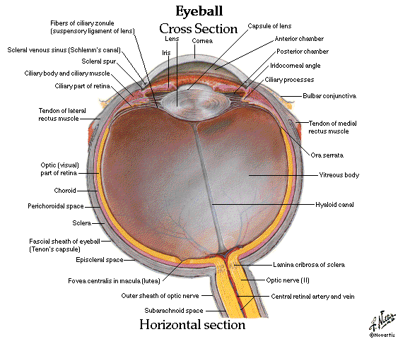 Diagram Of Human Eye Structure