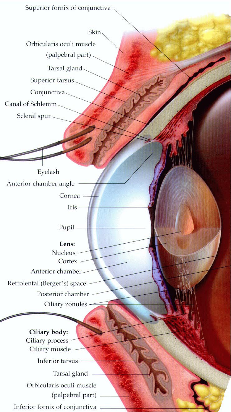 Diagram Of Human Eye Structure