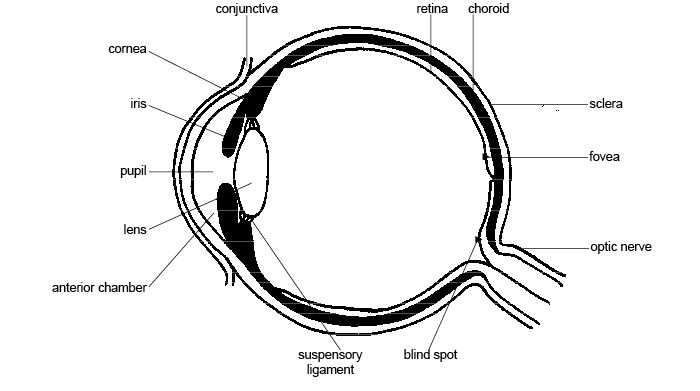 Diagram Of Human Eye Structure