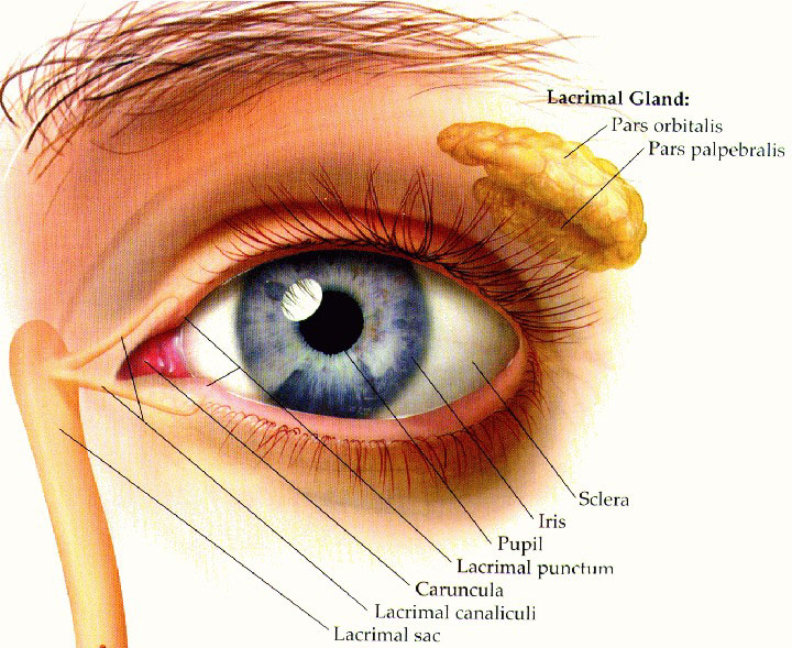Diagram Of Human Eye Structure