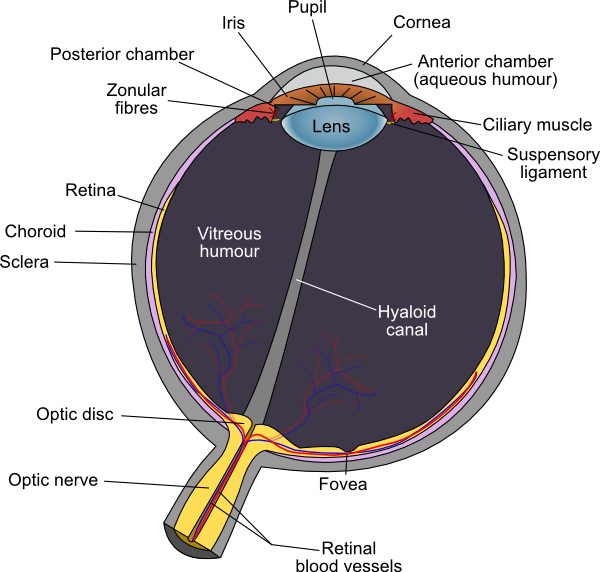 Diagram Of Human Eye Structure