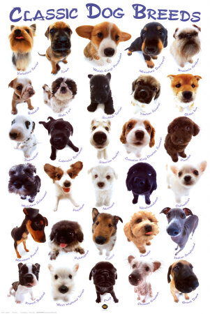 Small Dogs Breeds Uk