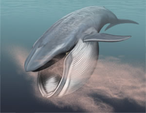 What Are Blue Whales Teeth Made Of